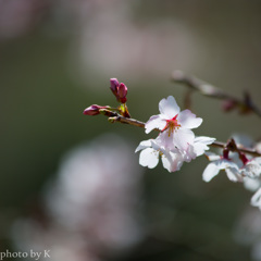 十月桜