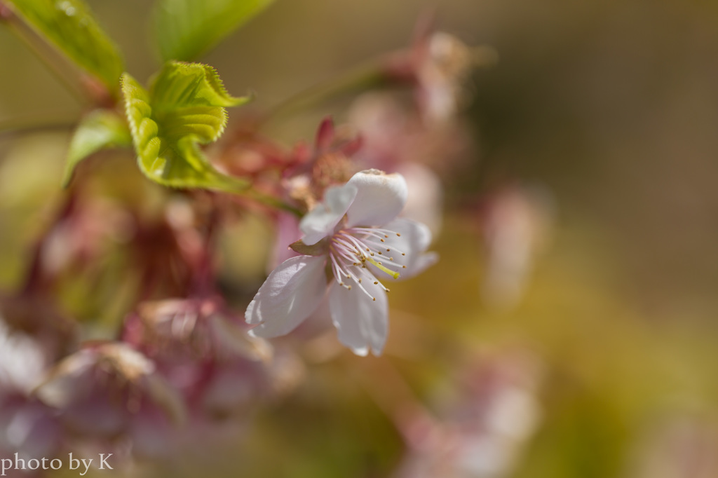 桜
