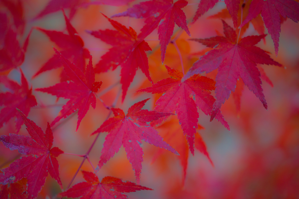 2018 紅葉