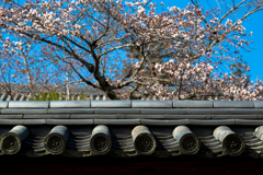 2017桜～奈良公園