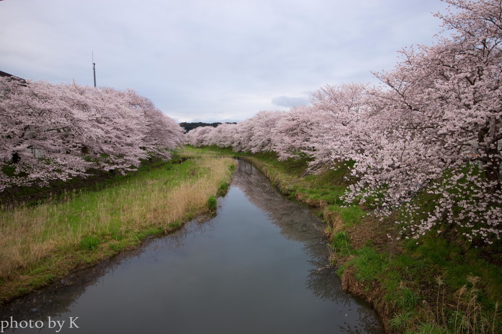 桜
