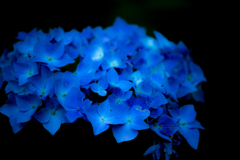 2017　紫陽花