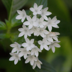 宇治植物公園にて