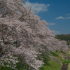 2018桜
