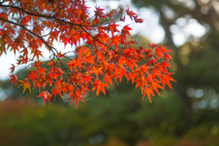20171107吉城園
