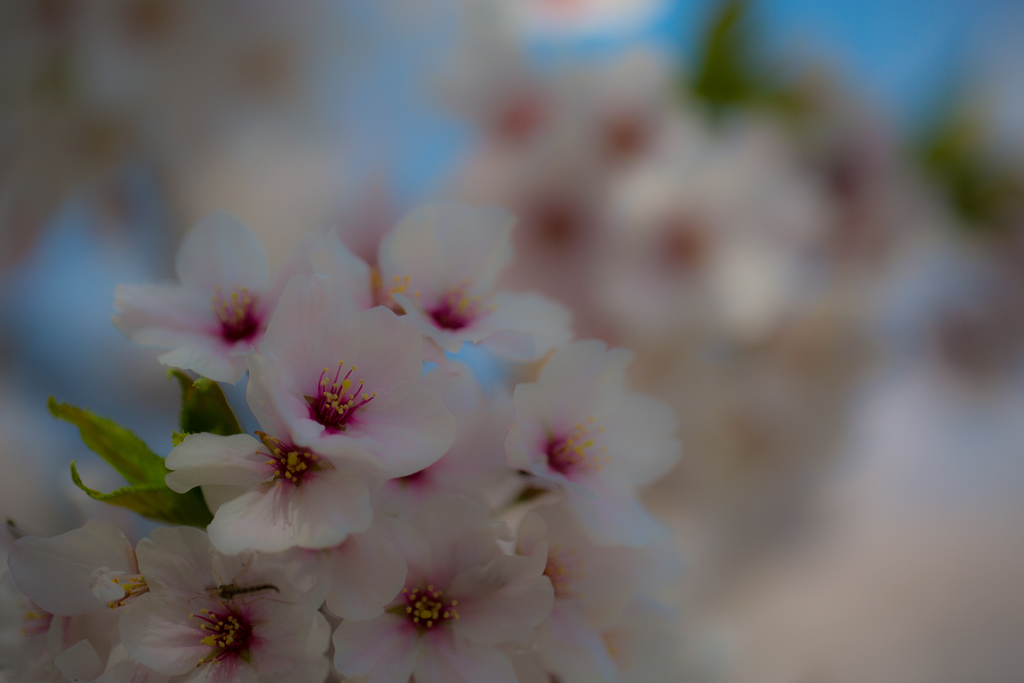 2018桜模様　色々