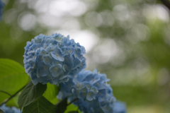 矢田寺 紫陽花