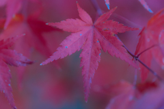 2018 紅葉
