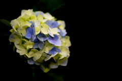 矢田寺 紫陽花