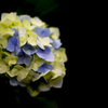 矢田寺 紫陽花