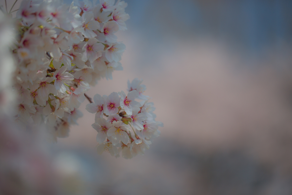 2018桜模様　色々