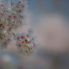 2018桜模様　色々