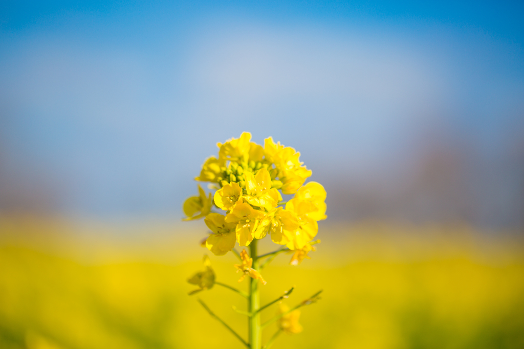 寒咲花菜　