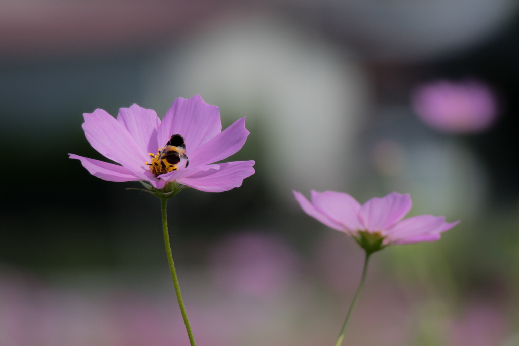 秋桜