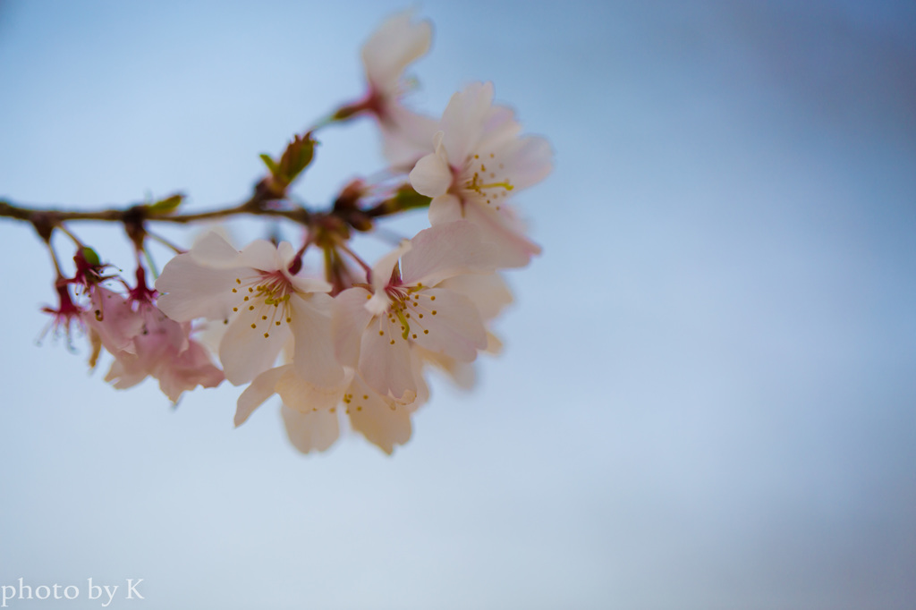 桜