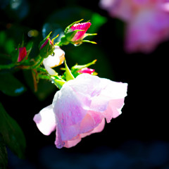 薔薇