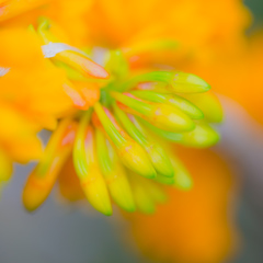 宇治植物園にて