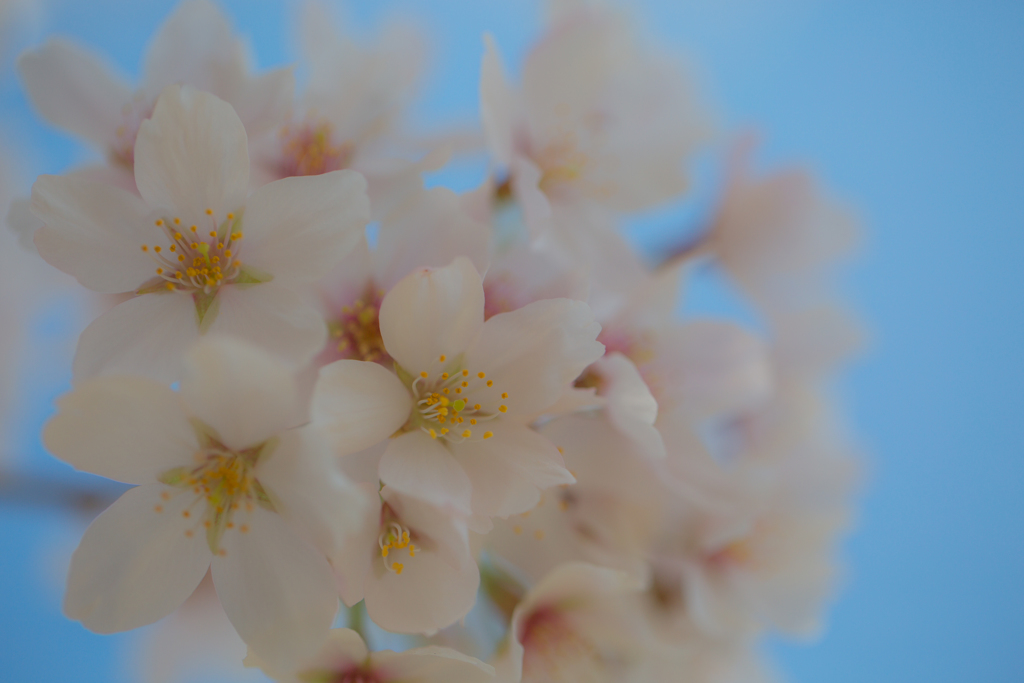 2018桜模様　色々