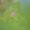 20161016秋桜
