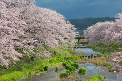 2017桜