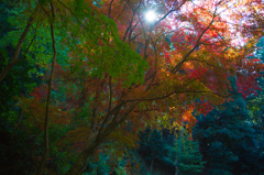 紅葉