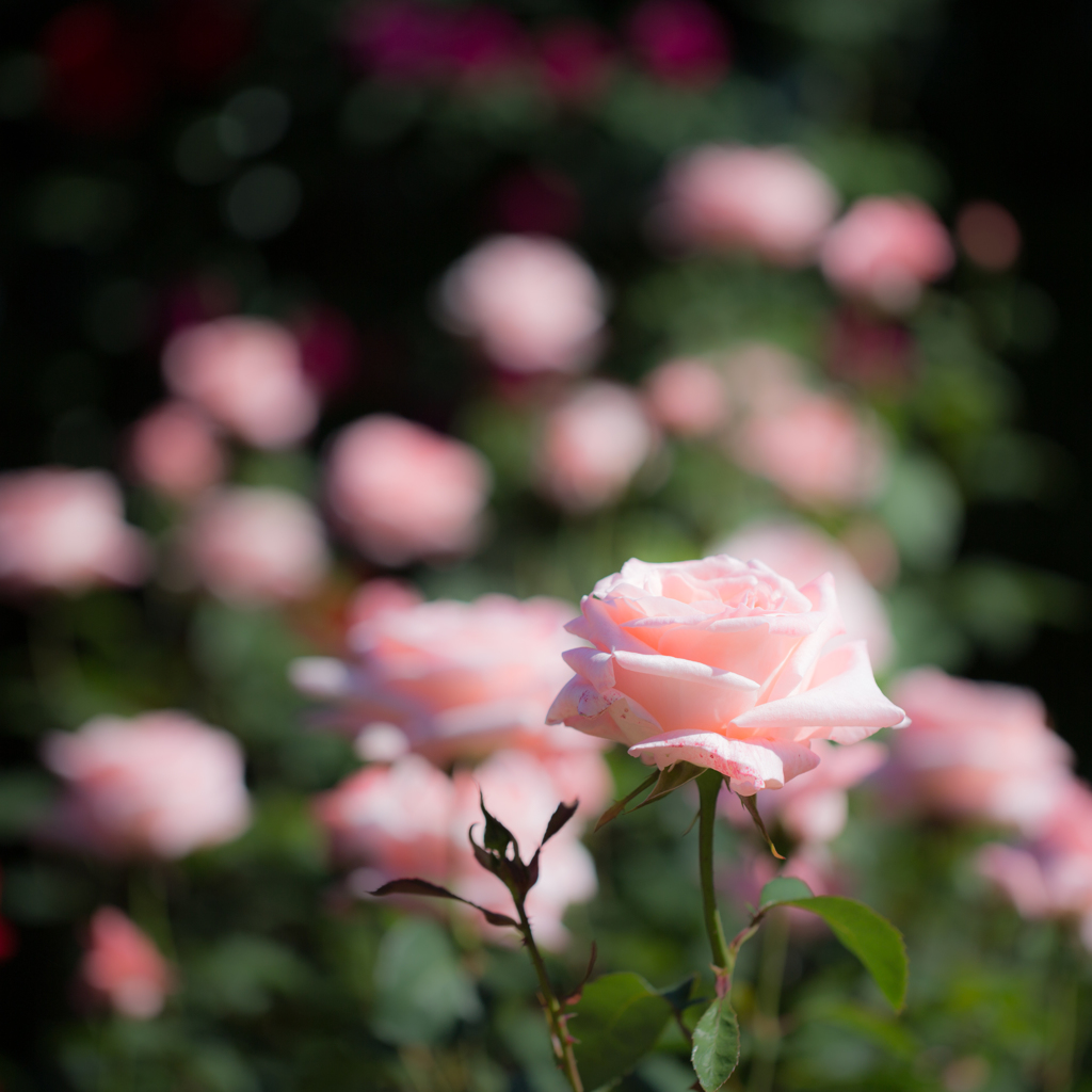 2017薔薇　霊山寺