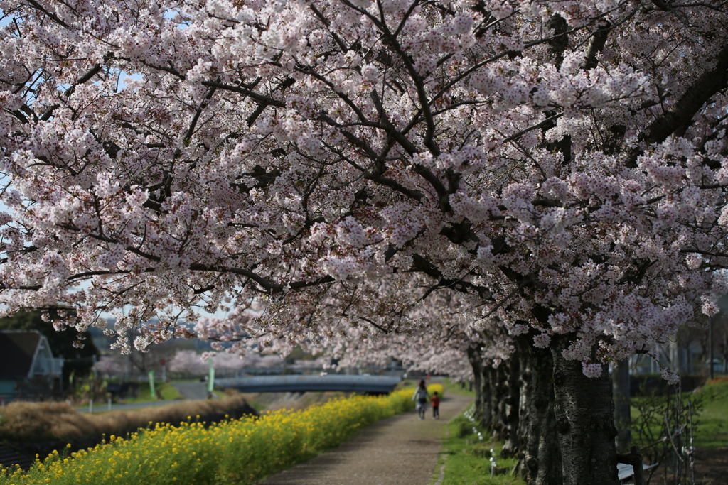 桜並木