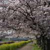 桜並木