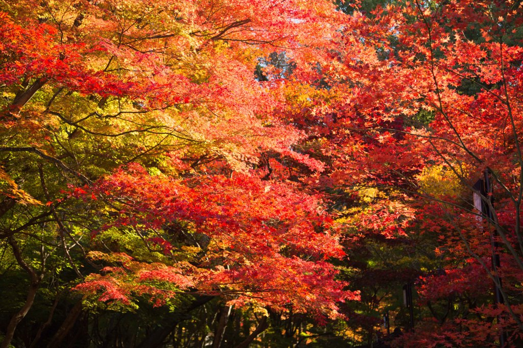 ２０１４紅葉