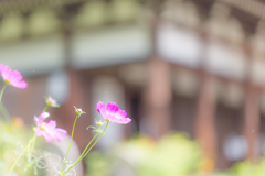 2017般若寺（秋桜寺）