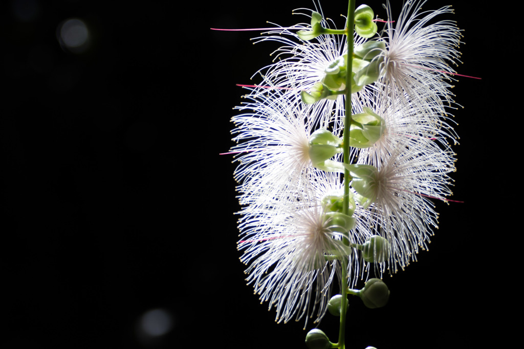 宇治植物公園にて
