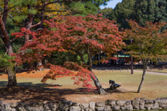 10月の奈良公園にて