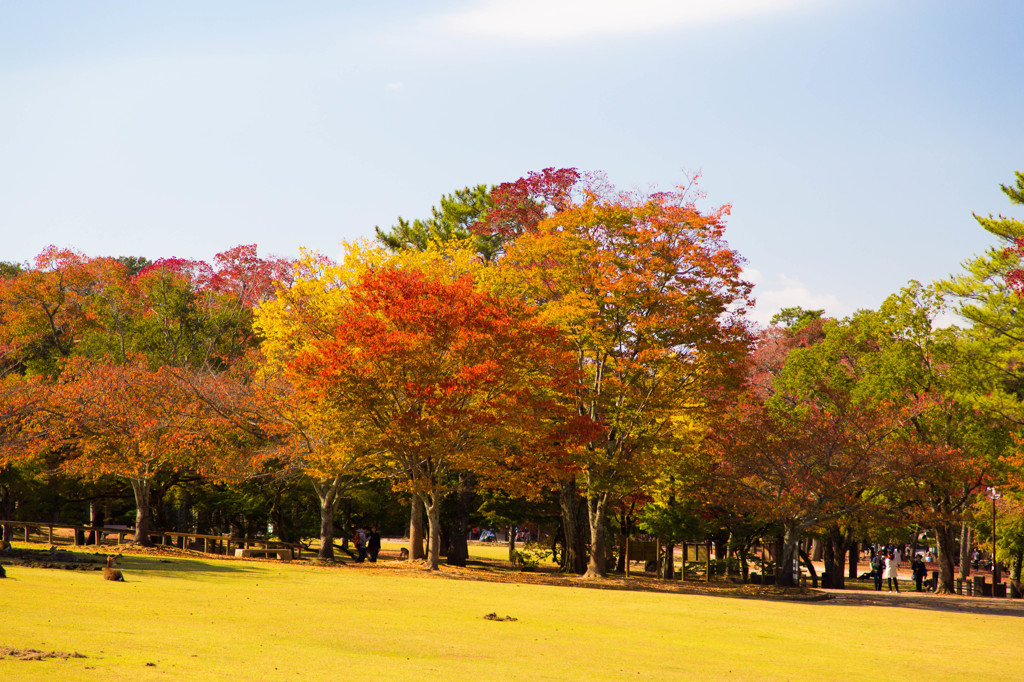 10月の奈良公園にて