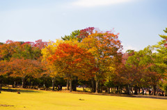 10月の奈良公園にて