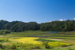 田園