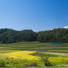 田園
