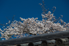 2018奈良公園