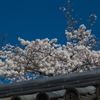2018奈良公園