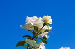 ホワイトローズ