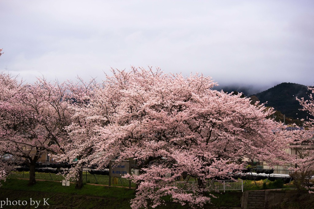 桜