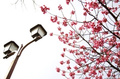 桜サク