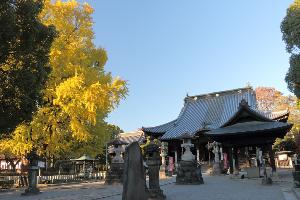 鑁阿寺本堂と大銀杏