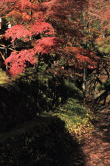 紅葉１