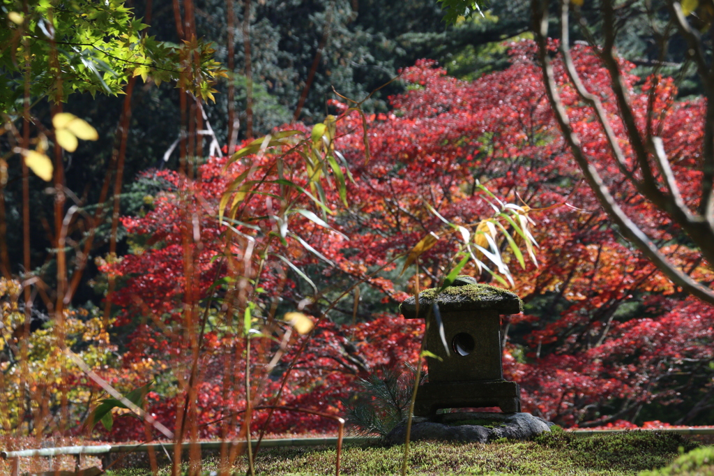 秋の庭園１