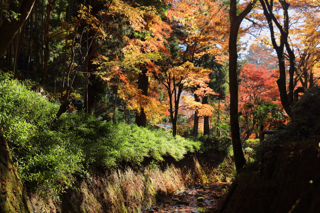 紅葉天井