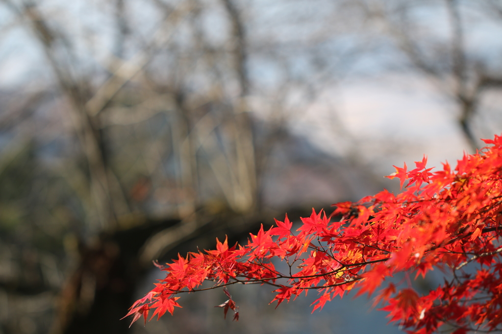 晃石山と紅葉