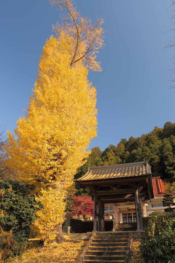 大銀杏