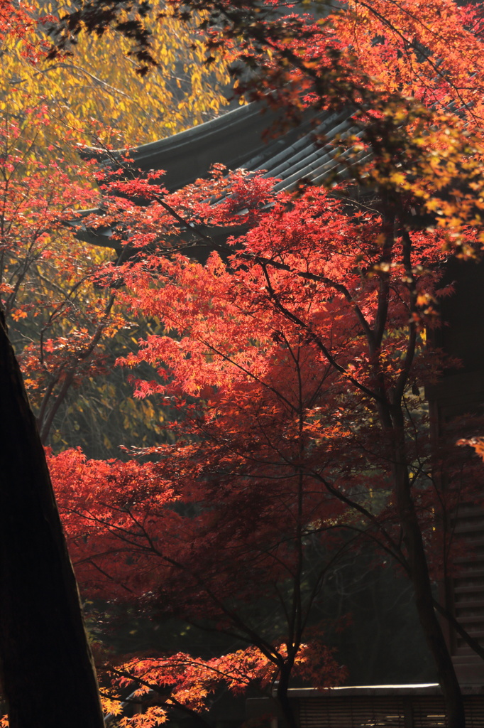 半僧坊と紅葉