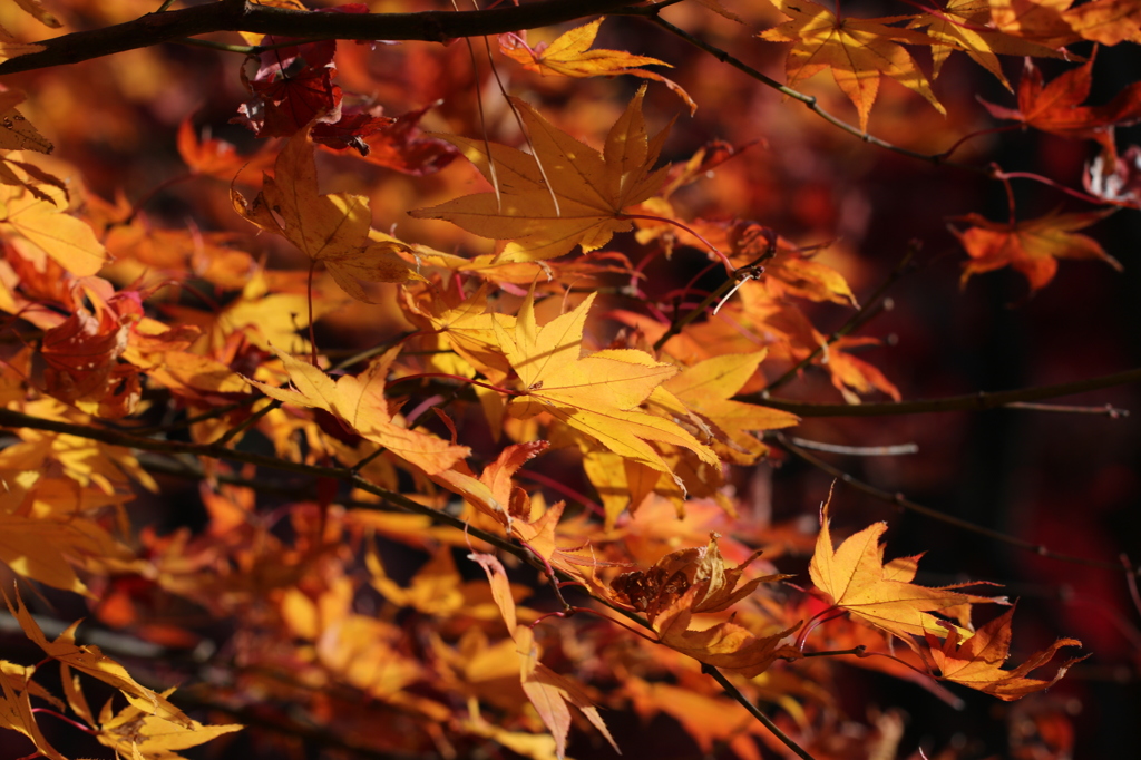 黄紅葉