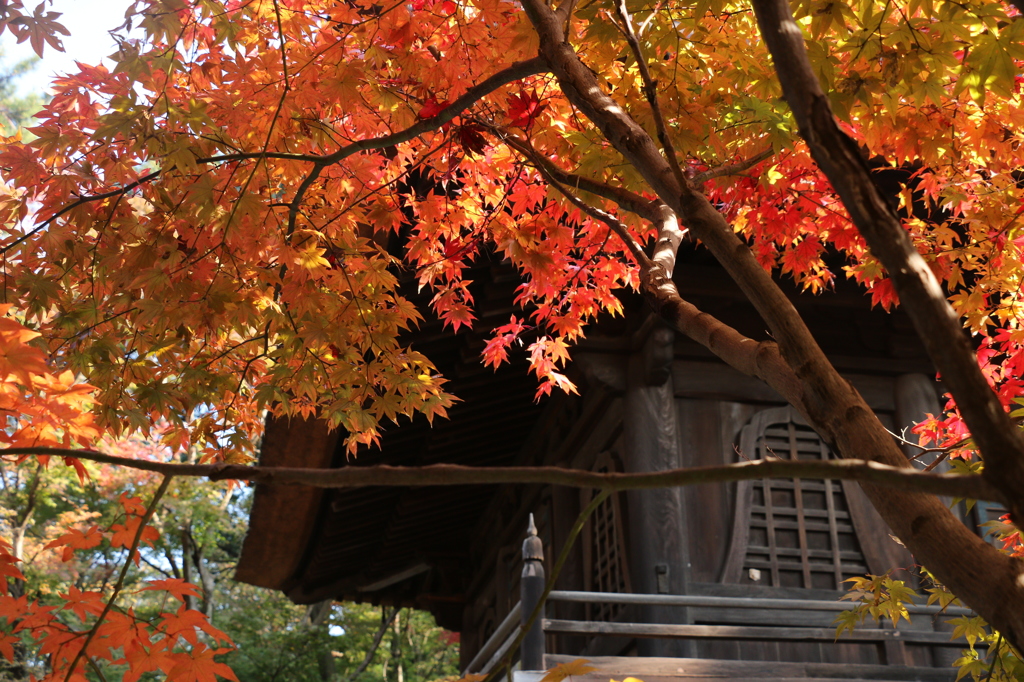 山門と紅葉